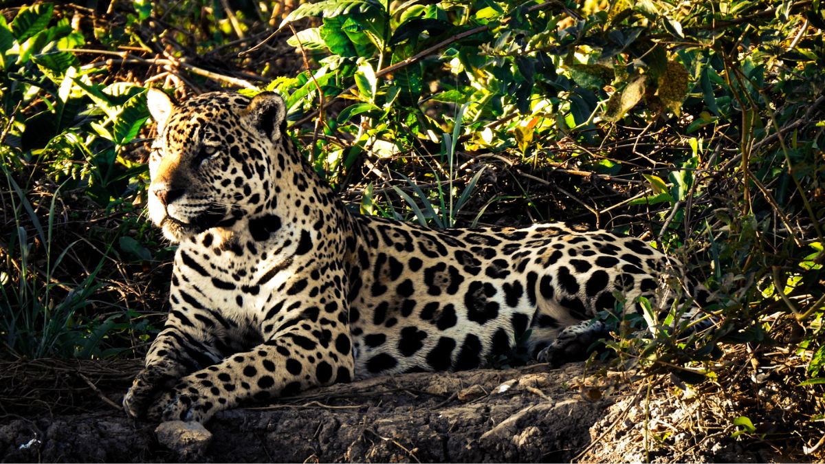 THE ALLURE OF THE JAGUAR: FACTS AND MYTHOLOGY