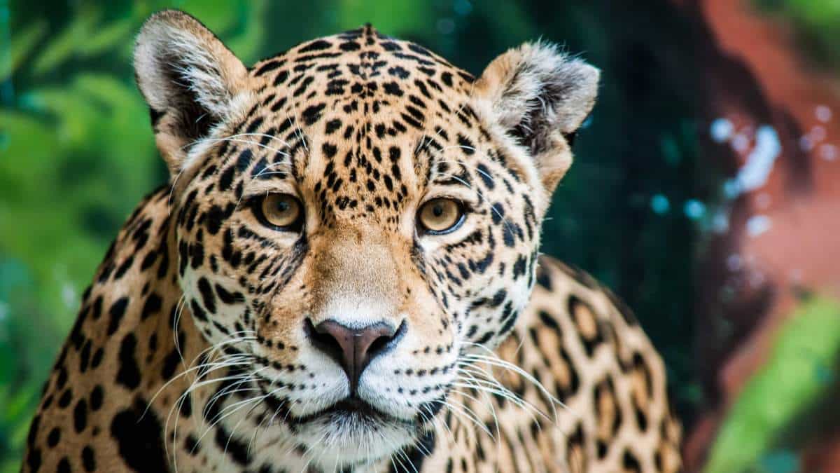 Extinction of Jaguars Due to Climate Change: A Reality That Can Be Avoided