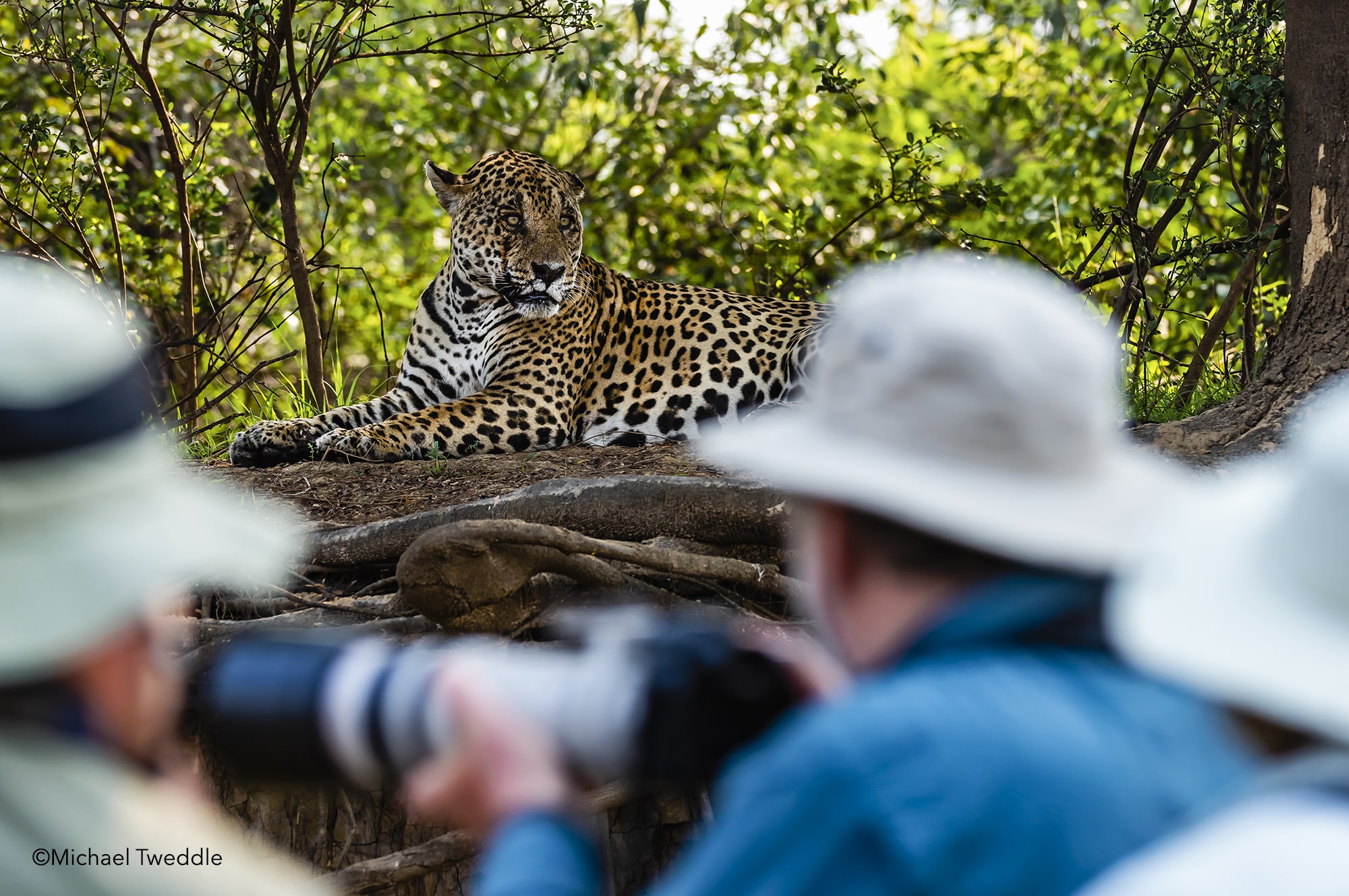 Wildlife Photography Tips: Capturing The Perfect Shot